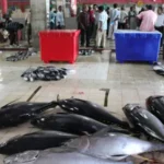Exploring the Enchanting Fish Market of Maldives: A Treasure Trove of Freshness