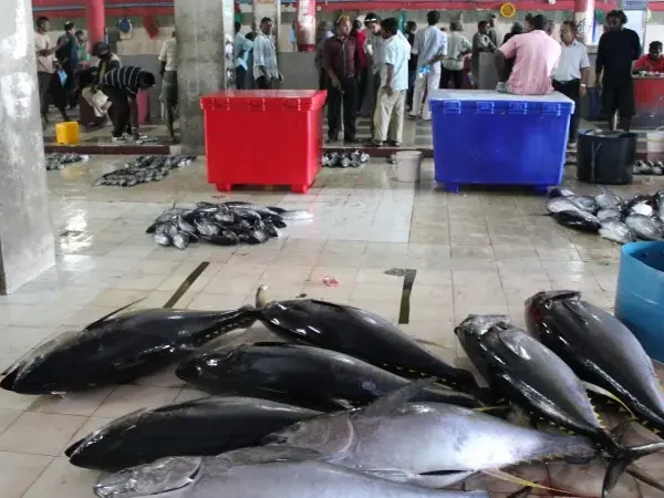 Exploring the Enchanting Fish Market of Maldives: A Treasure Trove of Freshness